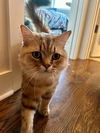 Remington