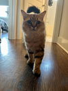Remington