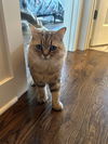 Remington