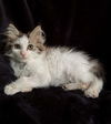 adoptable Cat in  named Finch25