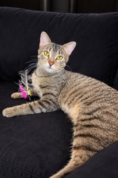 CARDAMOM - Domestic Short Hair available for adoption