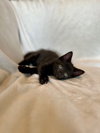 Clove25