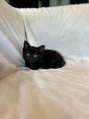Clove25