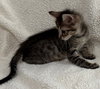 Squeak