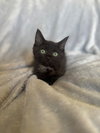 Licorice