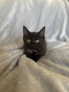 Licorice