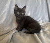 Licorice