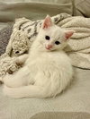 Flurry