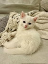 Flurry