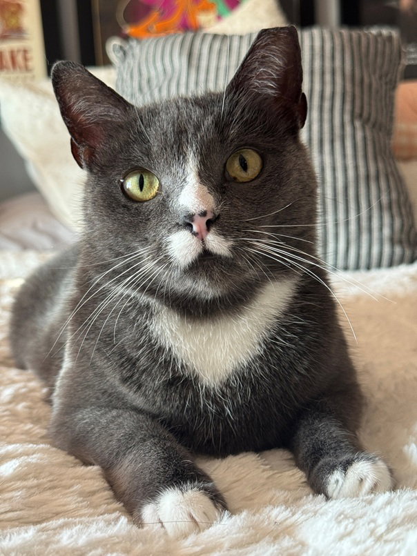 Mochi
