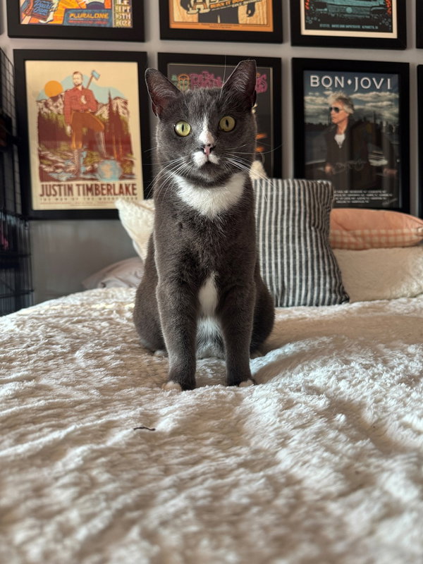 Mochi
