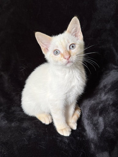 Gravy26, an adoptable Siamese in Nashville, TN