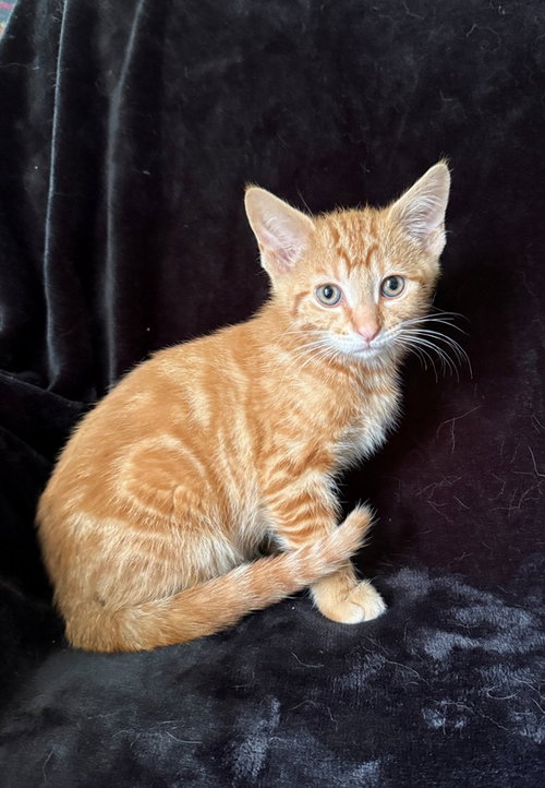 Grits26, an adoptable Domestic Short Hair in Nashville, TN