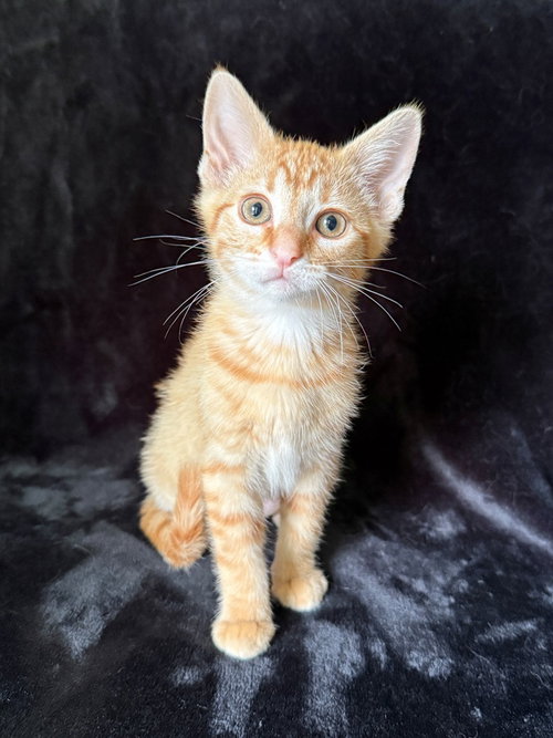 Biscuit26, an adoptable Domestic Short Hair in Nashville, TN