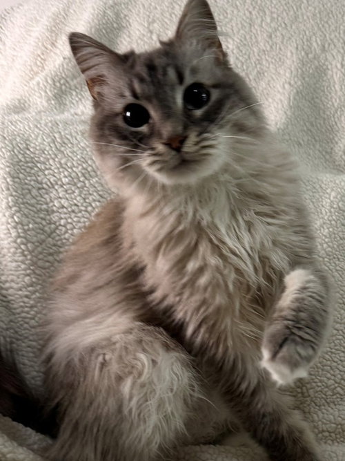 Koko, an adoptable Ragdoll in Nashville, TN