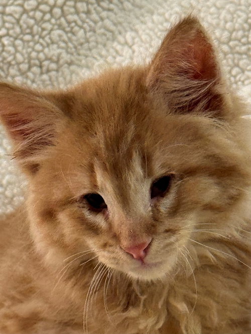 CrackerJack, an adoptable Maine Coon in Nashville, TN