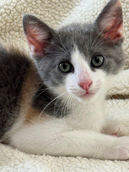 Pop corn, an adoptable Domestic Short Hair in Nashville, TN