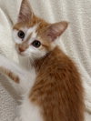 General