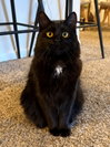 Albus
