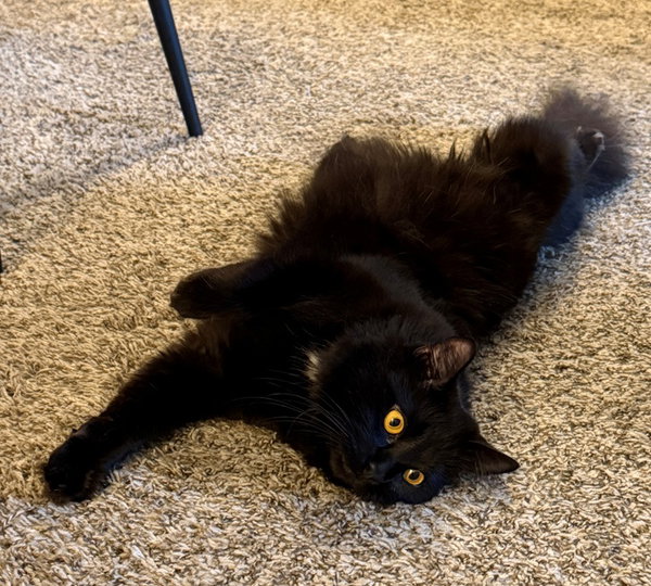 Albus