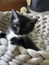 Thelma