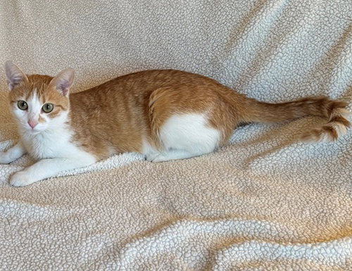Liberty photo 4
