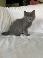 TarterSauce, an adoptable Nebelung in Nashville, TN