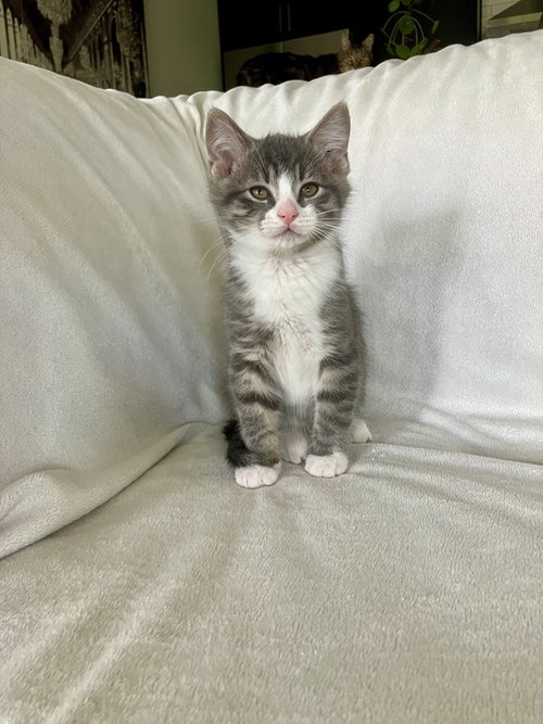 HushPuppy, an adoptable Domestic Short Hair in Nashville, TN