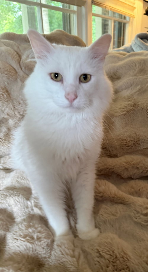 Falcor The White
