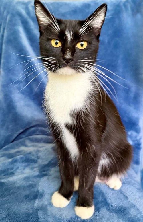 picture of the cat needing adoption