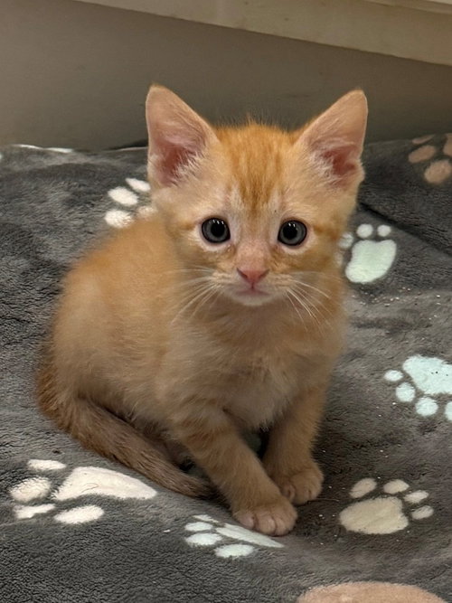 picture of the cat needing adoption