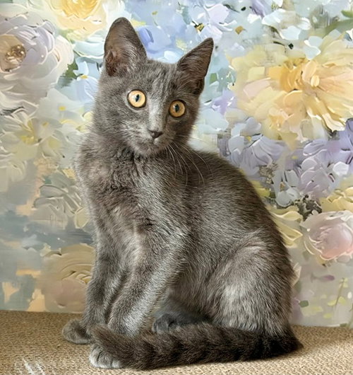 picture of the cat needing adoption