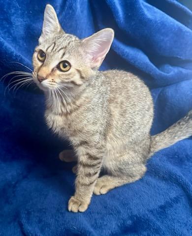 Hazel/Mickie, a cat for adoption from FLUFF