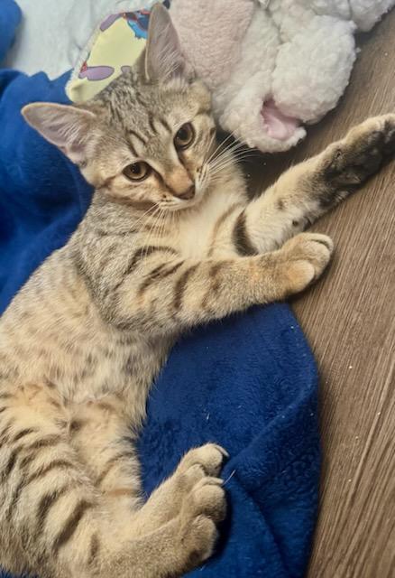 Hazel/Mickie, photo 3