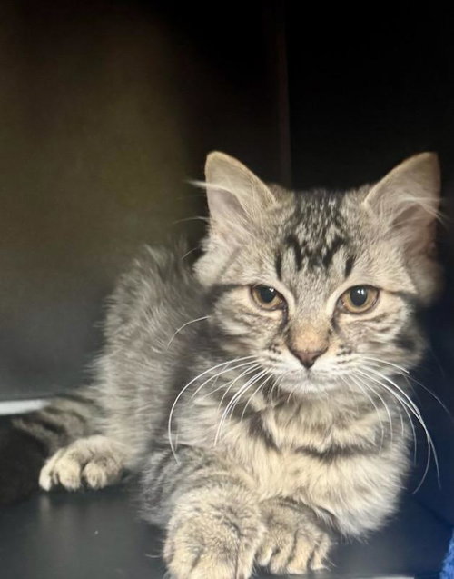 Tiger Lily/ TJ, a cat for adoption from FLUFF