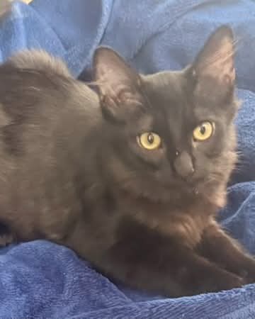 Lazlo/Sleuth, Maine Coon