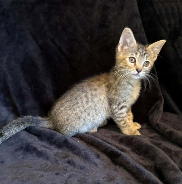 Dolly26, Domestic Short Hair