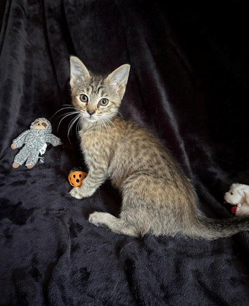 Dolly26, a cat for adoption from FLUFF