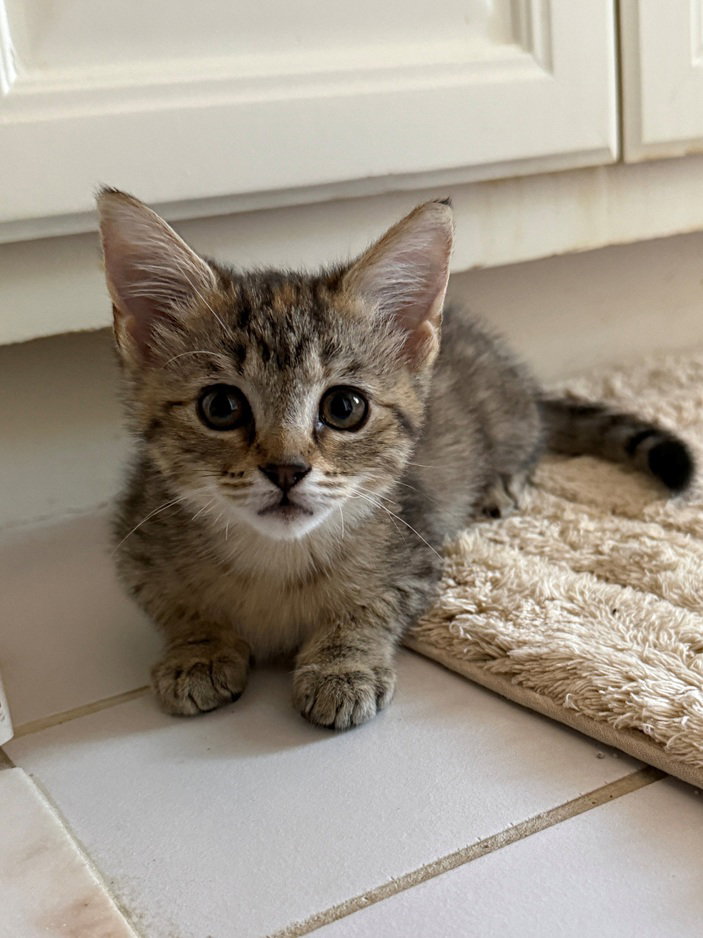 Jolene26, Domestic Short Hair