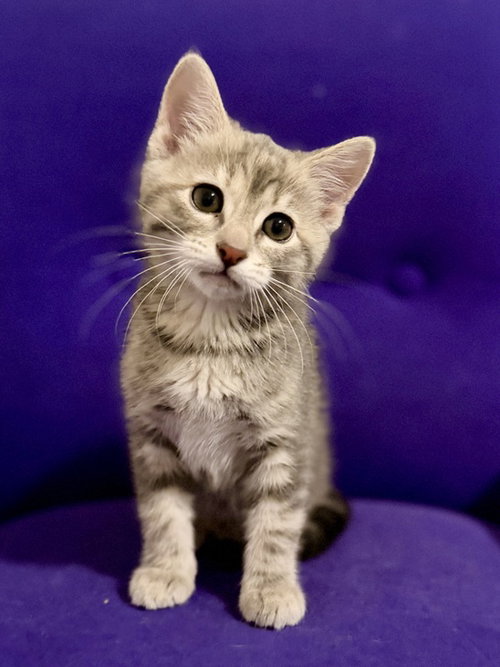 Linden 26, a cat for adoption from FLUFF