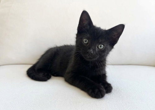 Boo26, a cat for adoption from FLUFF