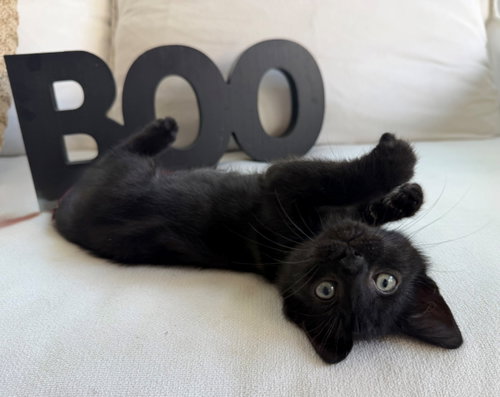 Photo 2 of Boo26