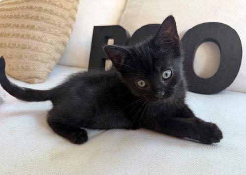 Photo 3 of Boo26