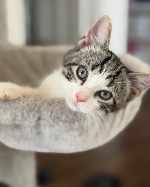 Radley, a cat for adoption from FLUFF