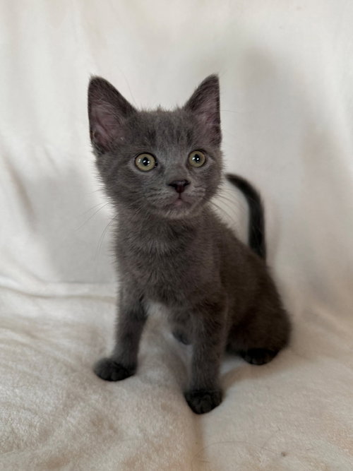 Reese, a young male Russian Blue cat up for adoption