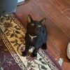 Rube