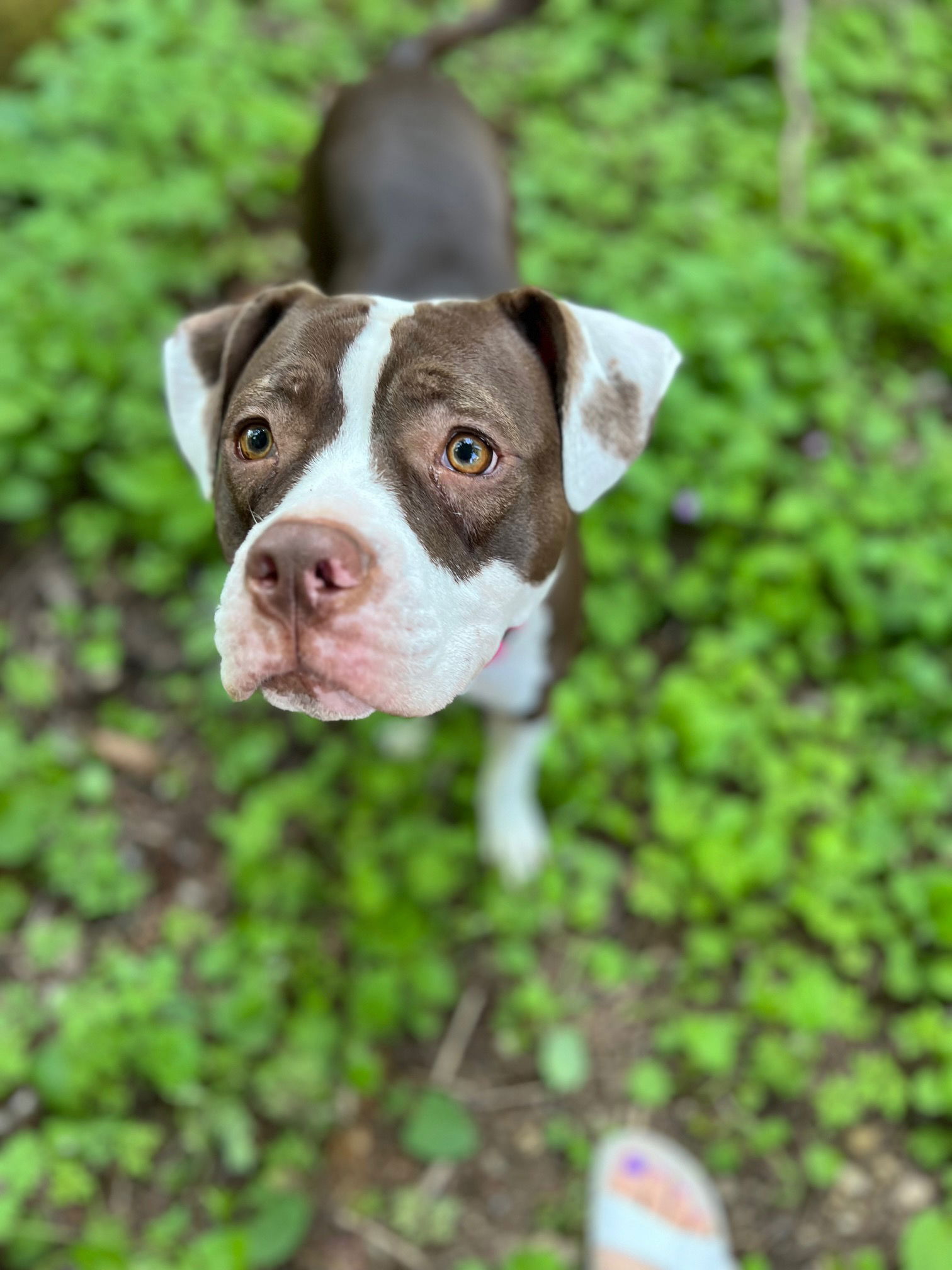 dog-for-adoption-busy-bee-a-american-staffordshire-terrier-in