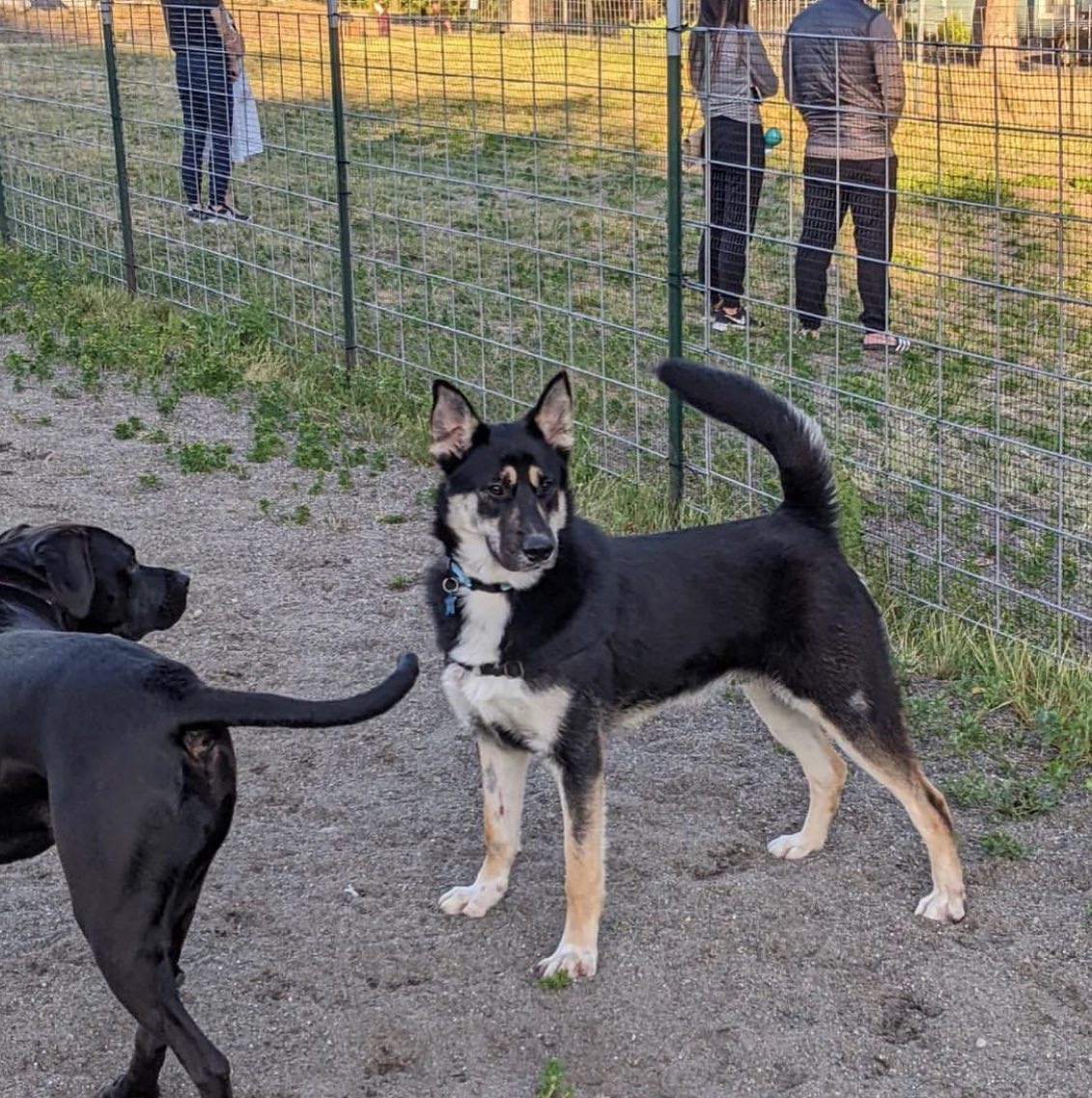 Dog for Adoption Archer, a German Shepherd Dog in Auburn, WA Alpha Paw