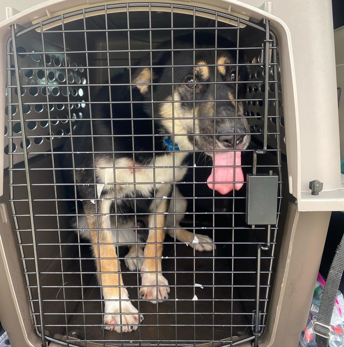 Dog for Adoption Archer, a German Shepherd Dog in Auburn, WA Alpha Paw