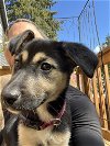 adoptable Dog in , WA named Strawberry